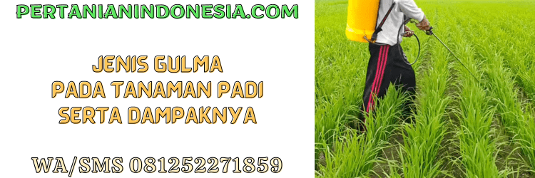 jenis,gulma,rumput liar,tanaman padi,pertanian indonesia